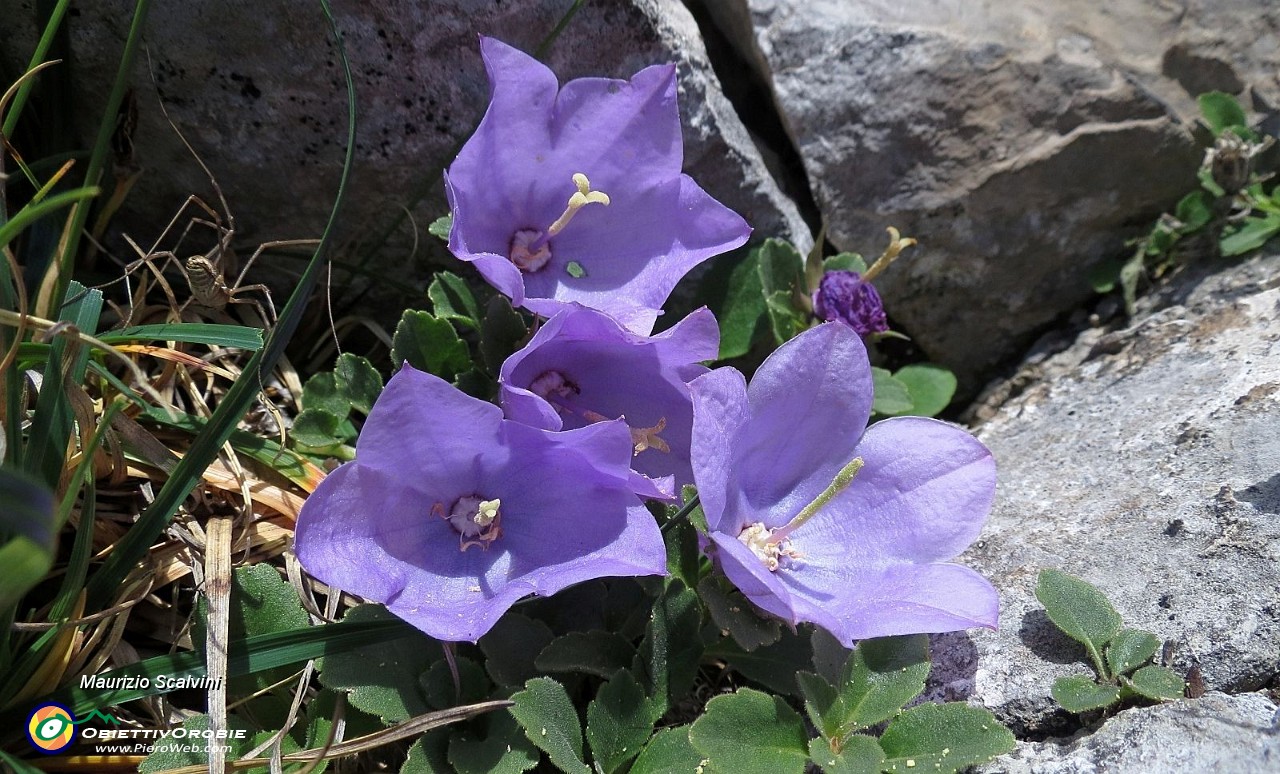 24 Campanula Raineri....JPG